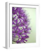 Purple Haze 2-Doug Chinnery-Framed Photographic Print