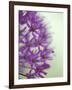 Purple Haze 2-Doug Chinnery-Framed Photographic Print