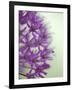 Purple Haze 2-Doug Chinnery-Framed Photographic Print