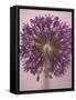 Purple Haze 3-Doug Chinnery-Framed Stretched Canvas