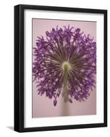 Purple Haze 3-Doug Chinnery-Framed Photographic Print