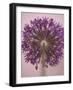 Purple Haze 3-Doug Chinnery-Framed Photographic Print