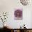 Purple Haze 3-Doug Chinnery-Photographic Print displayed on a wall