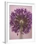 Purple Haze 3-Doug Chinnery-Framed Photographic Print