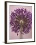 Purple Haze 3-Doug Chinnery-Framed Photographic Print