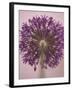 Purple Haze 3-Doug Chinnery-Framed Photographic Print