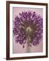 Purple Haze 3-Doug Chinnery-Framed Photographic Print