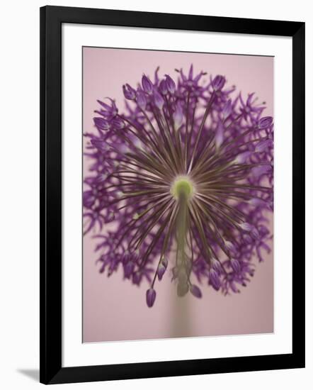 Purple Haze 3-Doug Chinnery-Framed Photographic Print