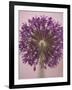 Purple Haze 3-Doug Chinnery-Framed Photographic Print