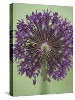 Purple Haze 4-Doug Chinnery-Stretched Canvas