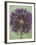 Purple Haze 4-Doug Chinnery-Framed Premium Photographic Print