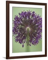 Purple Haze 4-Doug Chinnery-Framed Photographic Print