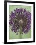 Purple Haze 4-Doug Chinnery-Framed Photographic Print