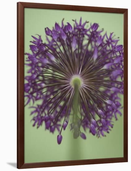 Purple Haze 4-Doug Chinnery-Framed Photographic Print