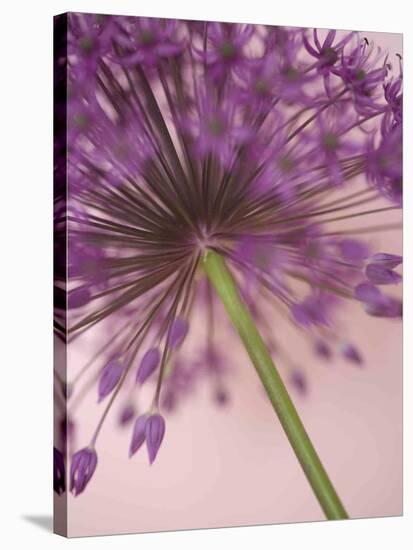 Purple Haze 5-Doug Chinnery-Stretched Canvas