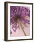 Purple Haze 5-Doug Chinnery-Framed Photographic Print