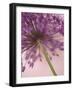 Purple Haze 5-Doug Chinnery-Framed Photographic Print