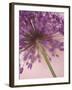 Purple Haze 5-Doug Chinnery-Framed Photographic Print