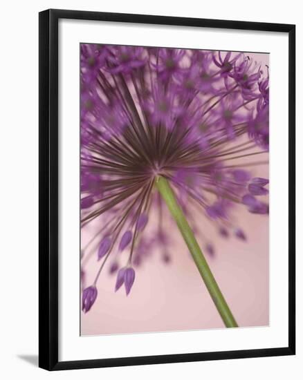 Purple Haze 5-Doug Chinnery-Framed Photographic Print