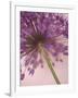 Purple Haze 5-Doug Chinnery-Framed Photographic Print