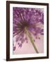 Purple Haze 5-Doug Chinnery-Framed Photographic Print