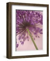 Purple Haze 5-Doug Chinnery-Framed Photographic Print