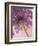 Purple Haze 5-Doug Chinnery-Framed Photographic Print