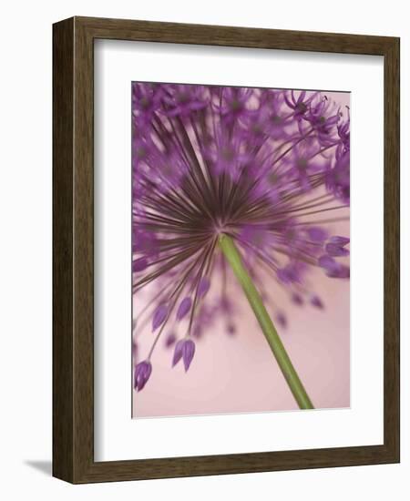 Purple Haze 5-Doug Chinnery-Framed Photographic Print