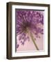 Purple Haze 5-Doug Chinnery-Framed Photographic Print