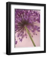 Purple Haze 5-Doug Chinnery-Framed Photographic Print