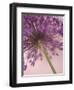 Purple Haze 5-Doug Chinnery-Framed Photographic Print