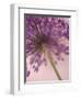 Purple Haze 5-Doug Chinnery-Framed Premium Photographic Print