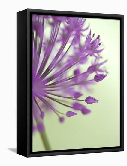 Purple Haze 6-Doug Chinnery-Framed Stretched Canvas