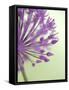 Purple Haze 6-Doug Chinnery-Framed Stretched Canvas