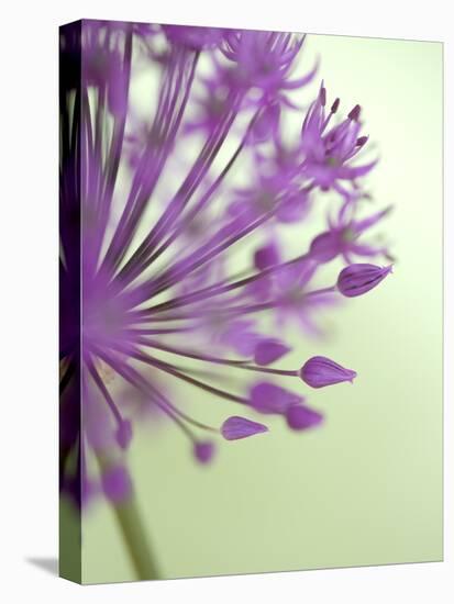Purple Haze 6-Doug Chinnery-Stretched Canvas