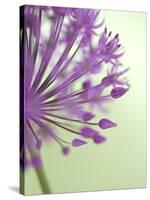 Purple Haze 6-Doug Chinnery-Stretched Canvas