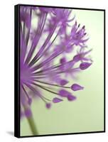 Purple Haze 6-Doug Chinnery-Framed Stretched Canvas