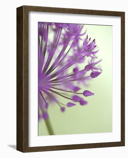 Purple Haze 6-Doug Chinnery-Framed Photographic Print