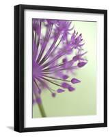 Purple Haze 6-Doug Chinnery-Framed Photographic Print