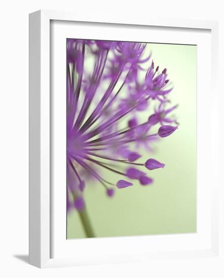 Purple Haze 6-Doug Chinnery-Framed Photographic Print