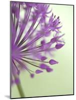 Purple Haze 6-Doug Chinnery-Mounted Photographic Print