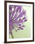 Purple Haze 6-Doug Chinnery-Framed Photographic Print