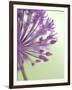 Purple Haze 6-Doug Chinnery-Framed Photographic Print