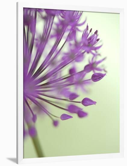 Purple Haze 6-Doug Chinnery-Framed Photographic Print