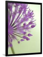 Purple Haze 6-Doug Chinnery-Framed Photographic Print