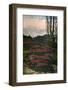 'Purple Heather growing Mount Rainier National Park', c1916-Asahel Curtis-Framed Photographic Print