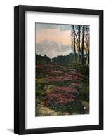 'Purple Heather growing Mount Rainier National Park', c1916-Asahel Curtis-Framed Photographic Print