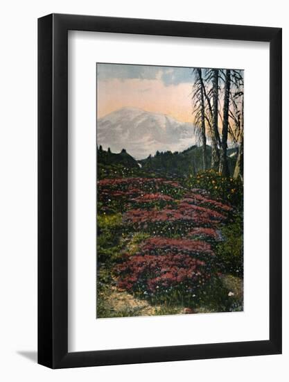 'Purple Heather growing Mount Rainier National Park', c1916-Asahel Curtis-Framed Photographic Print