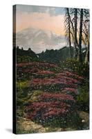 'Purple Heather growing Mount Rainier National Park', c1916-Asahel Curtis-Stretched Canvas