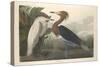 Purple Heron, 1835-John James Audubon-Stretched Canvas